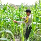 Bhabinkamtibmas Polsek Pkl. Kerinci Monitoring Jagung Pipil 1 Ha di Lahan Asta Cita Kelompok Tani Makmur Jaya Bersama