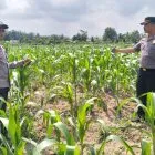 Polsek Ukui Monitoring Lahan Jagung Program Asta Cita 3 Ha di Desa Air Hitam
