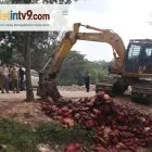 Bawang Merah Sebanyak 7,5 Ton Dimusnahkan di TPS oleh Polres Pelalawan dan Instansi Terkait