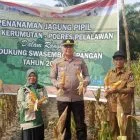 Panen Jagung Quartal II Hasilkan 750 Kg, Polsek Kerumutan Dukung Ketahanan Pangan di Desa Banjar Panjang