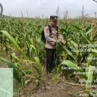Polsek Pangkalan Kuras Tinjau Perkembangan Lahan Jagung 4 Ha Program Ketahanan Pangan di Desa Betung