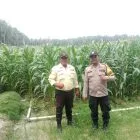 Bhabinkamtibmas Polsek Bunut Monitoring Lahan Jagung Pipil PT. Serikat Putra Dukung Ketahanan Pangan di Desa Sialang Kayu Batu