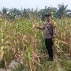 Bhabinkamtibmas Polsek Ukui Monitoring Lahan Jagung Pipil Kelompok Tani Maju Bersama Terdampak Kekeringan