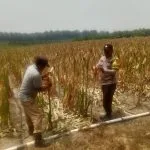 Polsek Bunut Monitoring Lahan Jagung Pipil PT. Serikat Putra, Pertumbuhan Tanaman Berkembang Baik