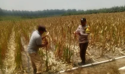 Polsek Bunut Monitoring Lahan Jagung Pipil PT. Serikat Putra, Pertumbuhan Tanaman Berkembang Baik