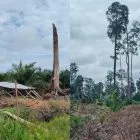 PW FRN Soroti Hutan Gambut Gyam Siak Kecil Bengkalis “Hutan Tinggal Tunggul, Beralih Fungsi Jadi Hamparan Kebun Kelapa Sawit. Pemerintah Harus Gerak Cepat”