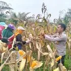 Panen Jagung Pipil Kuartal III, Polres Pelalawan Dukung Ketahanan Pangan di Sialang Indah