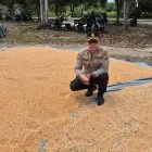 Kapolsek Pangkalan Kuras Tinjau Langsung Pemipilan Jagung, Hasil Panen 3,9 Ton dari Lahan 10 Hk Sialang Indah